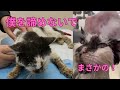 【82】冷たい路上に倒れ腐敗臭が漂う衰弱猫が珍しい〇〇好きだった!触るのも躊躇される状態の命が、愛ある介護で蘇る☆
