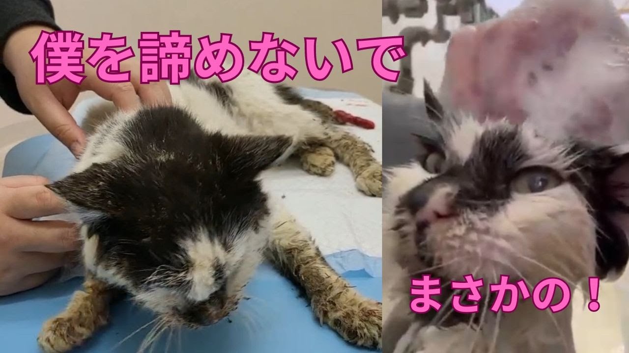 【82】冷たい路上に倒れ腐敗臭が漂う衰弱猫が珍しい〇〇好きだった！触るのも躊躇される状態の命が、愛ある介護で蘇る☆