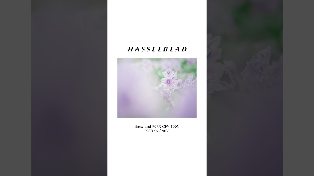 Hasselblad 907X 100Cでホテイアオイを撮影しました！細かい部分まで写せて撮っていてとにかく感動です！#pr #Hasselblad #907x100c #撮影方法