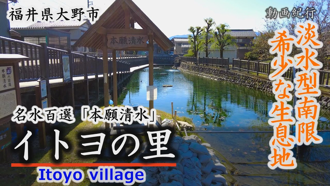 本願 清水 イトヨ の 里