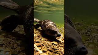 Scientists Thought This Animal Was FAKE 🛑🦆 #platypus #weirdanimals #monotreme #australianwildlife