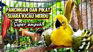 PANCINGAN PIKAT SIRTU LIAR MUDA HUTAN CEPAT RESPON LANGSUNG TURUN @cipowgacorofficial7418 