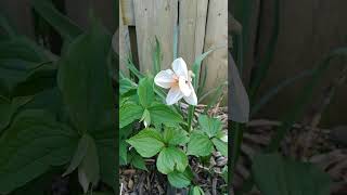 shrike daffodil
