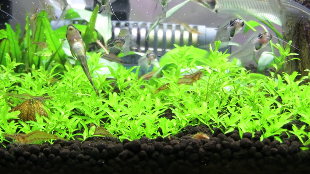 Ever heard of the Mizorenuma shrimp? - YouTube