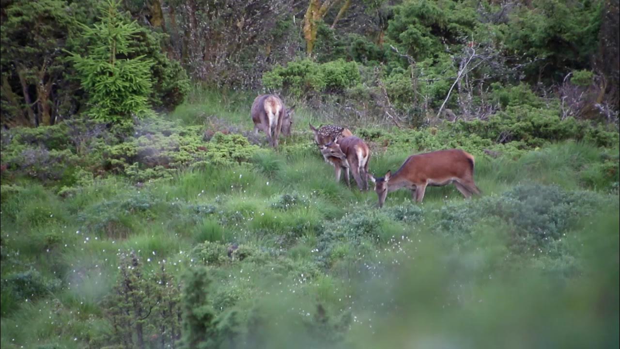 A dog & stalk Coming in YouTube