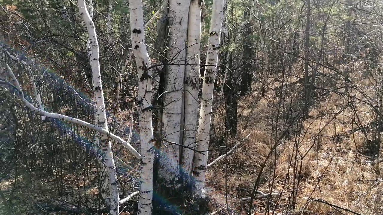 ЗА БЕРЁЗОВЫМ СОКОМ DEPARTURE FOR BIRCH JUICE