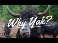 Why Yaks?