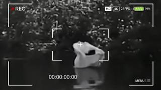 A Floresta Onde o Sobrenatural Se Torna Visível