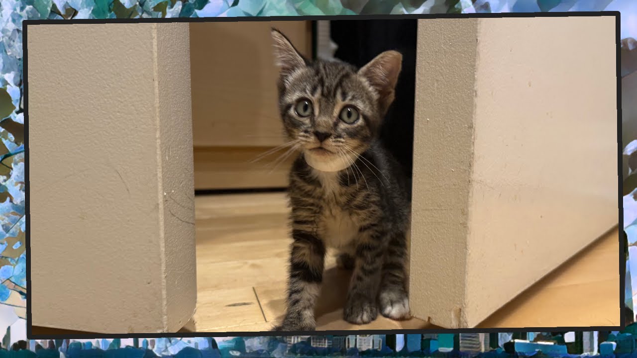 Foster Kitten Livestream (S19, E18) - Jul 17, 2025 - YouTube