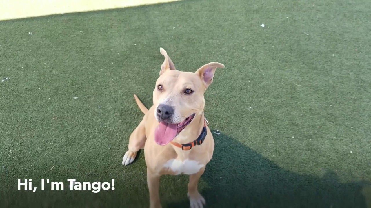 camera iphone 8 plus apk Tango is a star of our Running Dog Team!