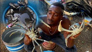 Deep in the Birdbush Mangroves: Crab Hunting Madness