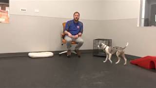 Puppy Safe Zones