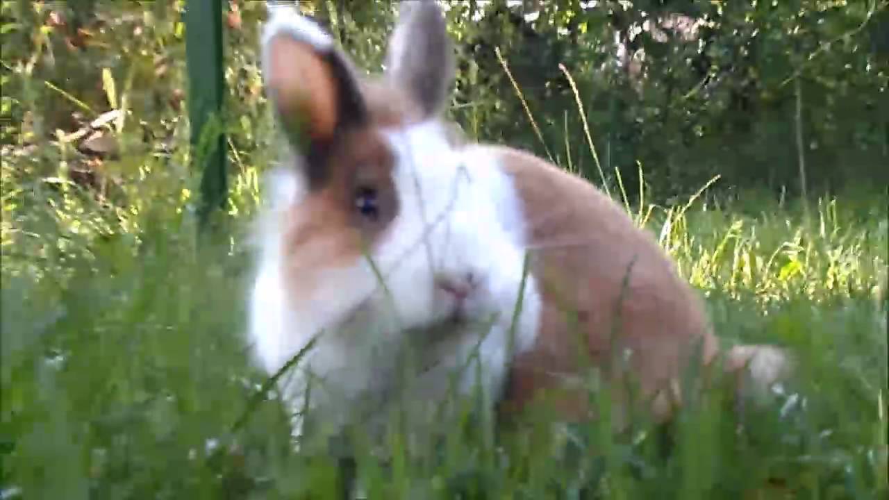 day of the summer | rabbit 
