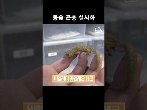 동물의 숲 곤충 실사화 #Shorts