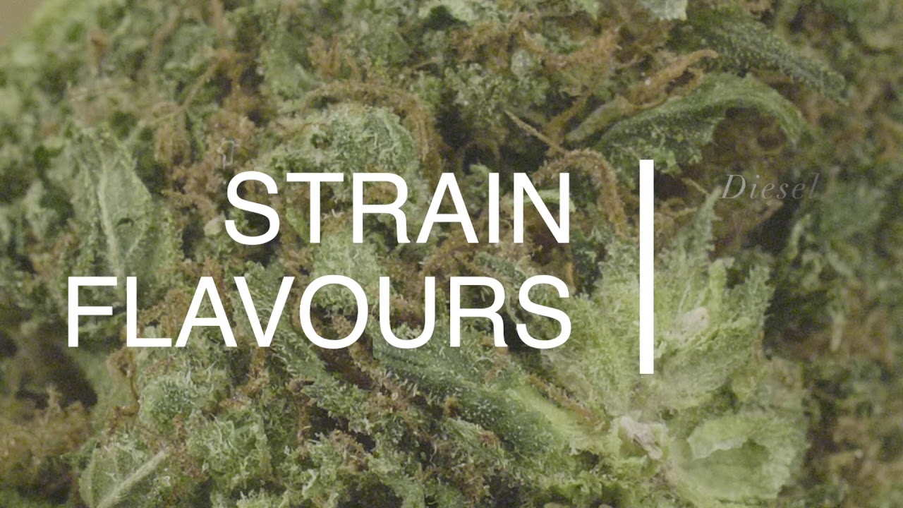 Grease Monkey Video Review