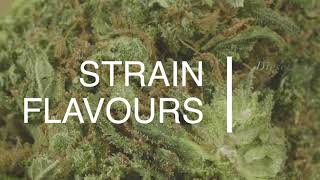 Grease Monkey Video Review