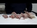 Beş Kardeş Yavru Sultan Papağanları - Hand feeding baby cockatiel