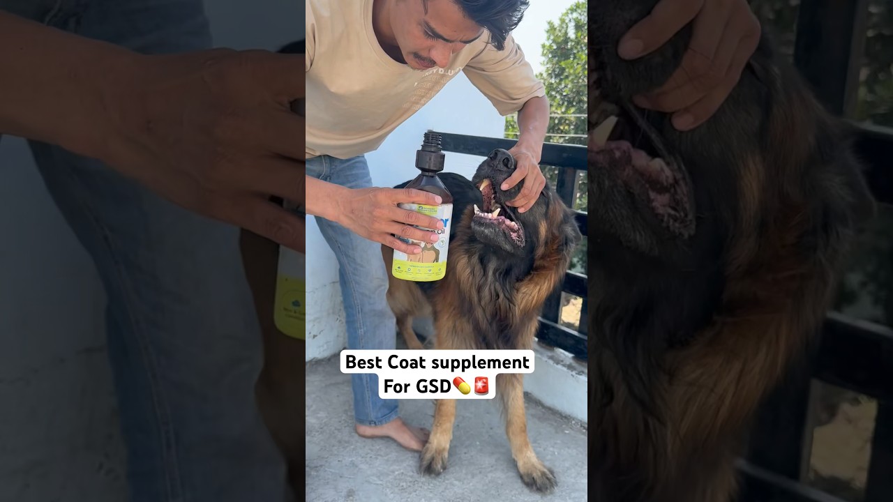 Best Coat supplement for Long coat Gsd💊🚨