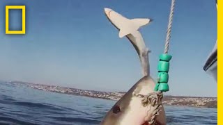 ホオジロザメの大ジャンプ | ナショジオ