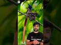 भारतीय,दूधराज के बारे में रोचक तथ्य ,#shorts #indianparadise #Birds #viral
