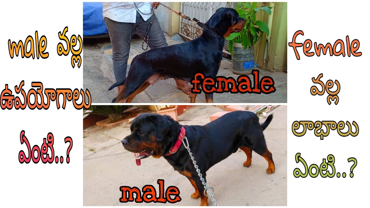 Telugu dog sex