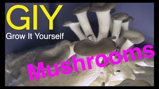 Urban Farming - Learn how to grow Oyster Mushroom on Cardboard - Grow It Yourself (GIY) Mushrooms