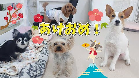 犬のひみつきち Youtube 犬のひみつきち Youtube
