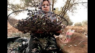 The olive harvest with Nasser Abufarha from Canaan Palestine