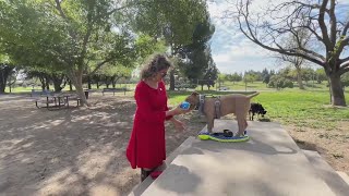 Fresno honors woman who saves around 500 animals a month