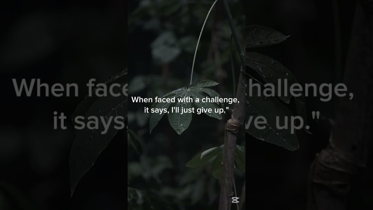 Growth Mindset vs. Fixed 