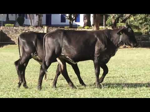 LOTE 28   FAZENDA CACHOEIRA   394  382