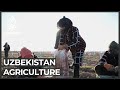 Uzbekistan farmers slam mass agricultural reforms