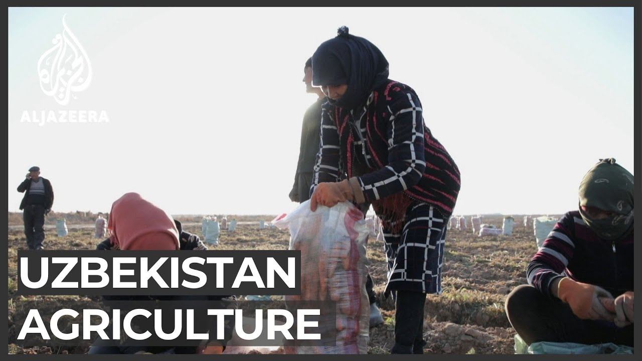 مزارعو أوزبكستان ينتقدون الإصلاحات الزراعية الشاملة