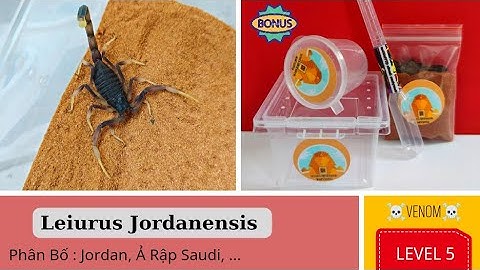 Feeding A Crazy Scorpion : Leiurus Jordanensis : Bọ Cạp Sa Mạc Ăn Gì?