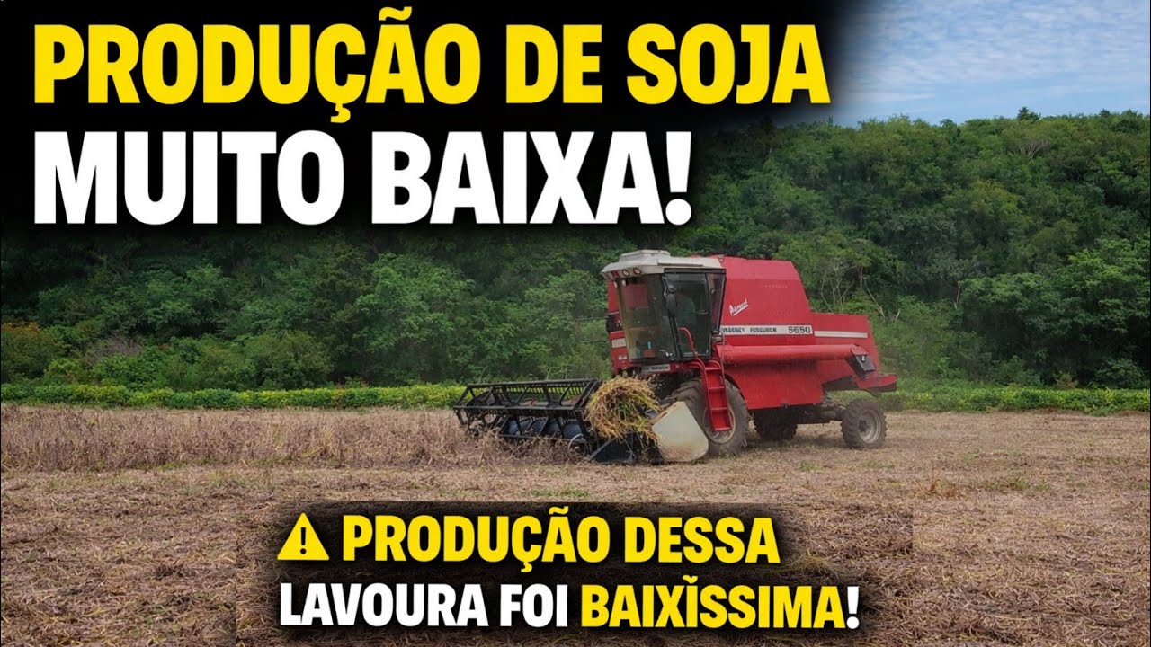 Foi dado a largada na colheita do soja nossa com Massey Ferguson 5650 