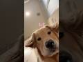 ( ´・ω・`)カンチガイダッタ #大型犬 #ゴールデンレトリバー