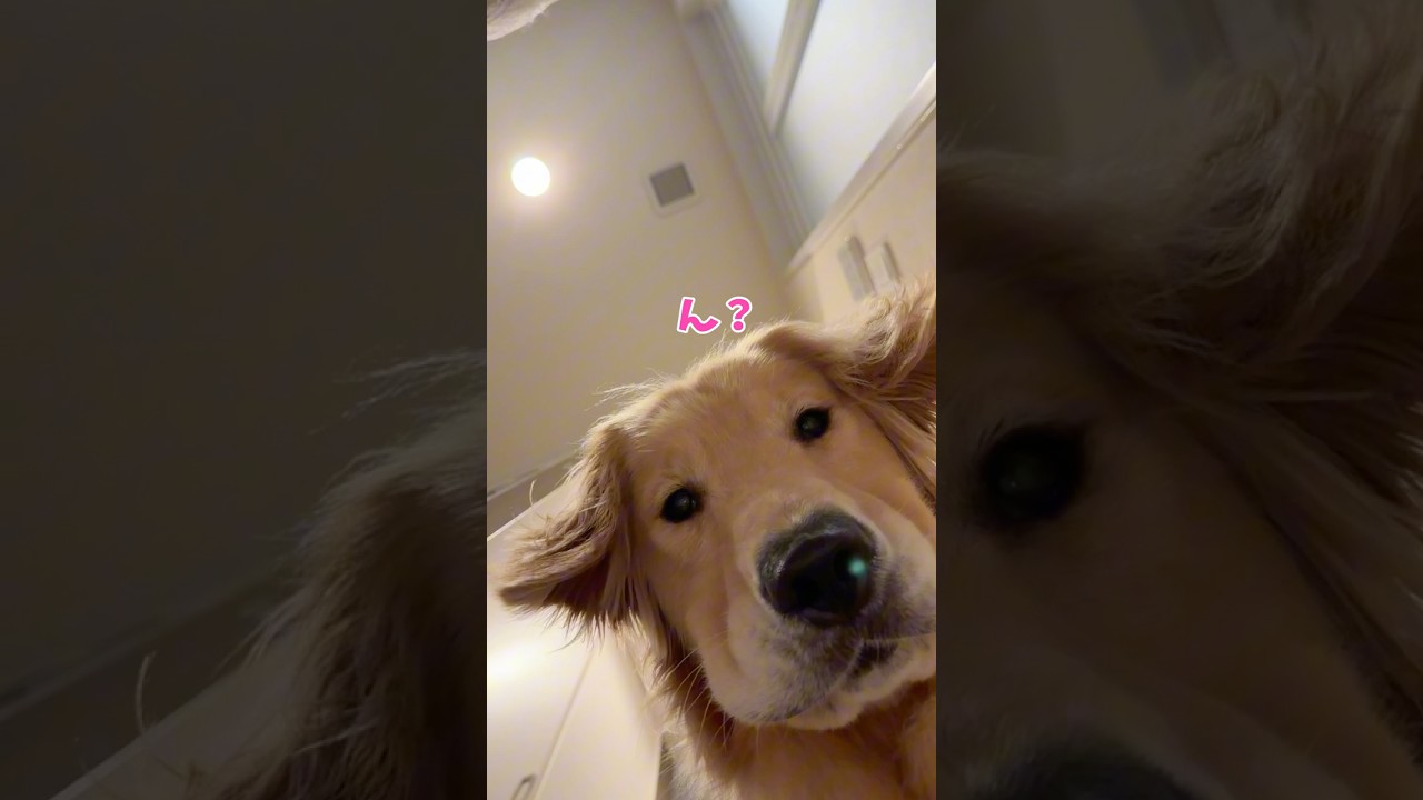 ( ´・ω・`)カンチガイダッタ #大型犬 #ゴールデンレトリバー