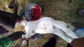 Goat killing