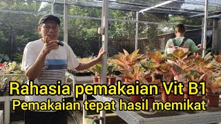 Rahasia Vit B1|Pemakaian tepat hasil memikataglaonema aglonema semiaglao