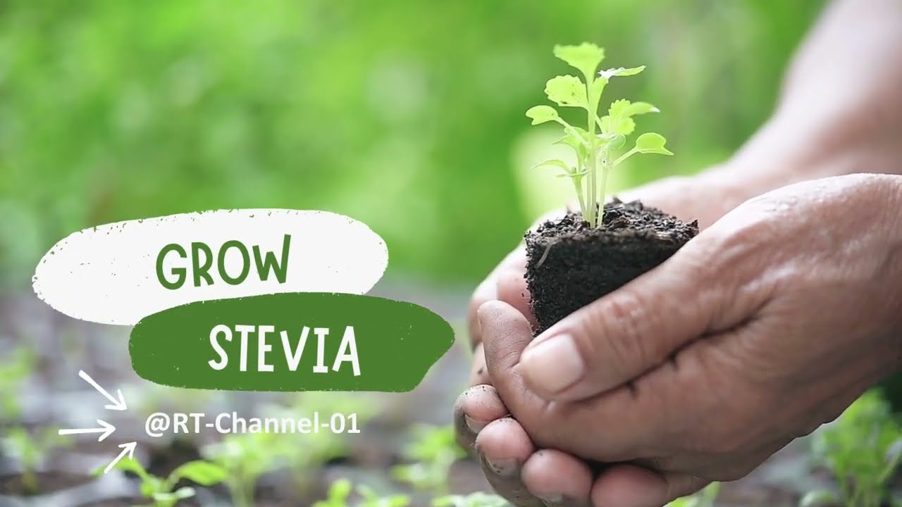 Grow Stevia At Home | Stevia Sugar Plant Seeds | Stevia Growing Tips and Tricks