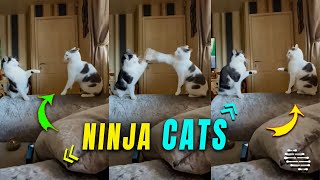 Two Cat Trading Mid Air Slaps