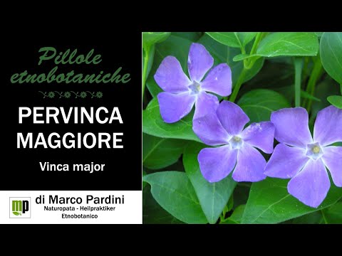 Video: Fiore Di Pervinca: Proprietà Utili, Uso Nella Medicina Popolare