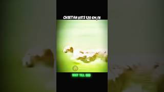 FALCON SPEED BREAKS ALL LIMITS! 🚀" #wildlife #speed #trendingshorts #shorts #viral