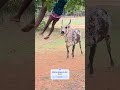 Olha que boi da ponta fina é valente 😳😱 #pecuarista #agro #fazenda #cavalo #shortsviral #gado