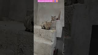 Billo ke bacche 😍🧿😊 #cat #cutecat #kittens #billikebache #straycat