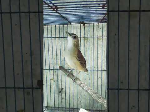 juaranya masteran nembak nyiul keras khas pelanduk semak cetak jawara burung lomba