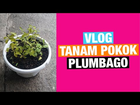 Video: Penjagaan Plumbago: Di Mana Dan Cara Menanam Tumbuhan Plumbago