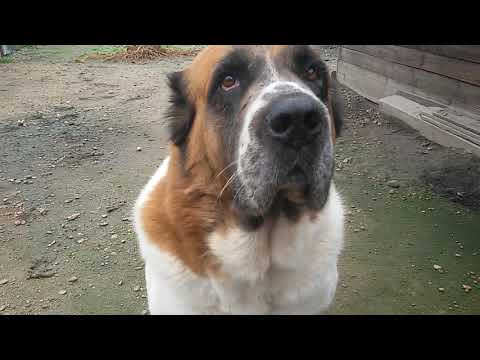 Видео: Как трябва да изглежда кученцето алабай
