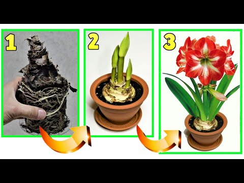 Video: L'amarillide non ha fiori, solo foglie - Perché l'amarillide coltiva foglie ma non fiori