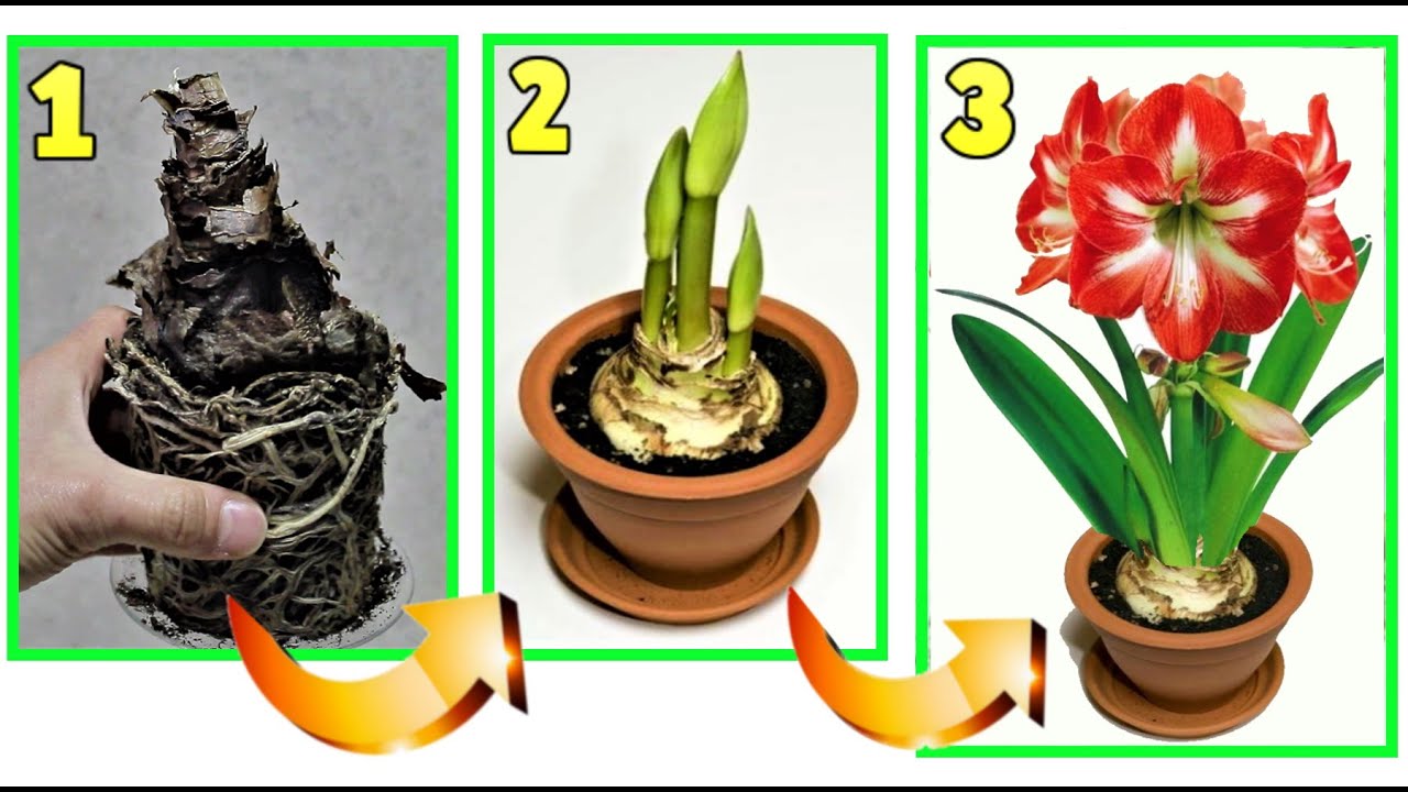 БЕЗОПАСНЫЙ МАКИЯЖ ДЛЯ НЕВЕРОЯТНЫХ ЦВЕТОВ, ВОЗРОЖДЕНИЕ СУХИХ РАСТЕНИЙ, АМАРИЛЛИСА, ГИППЕСТРУМА